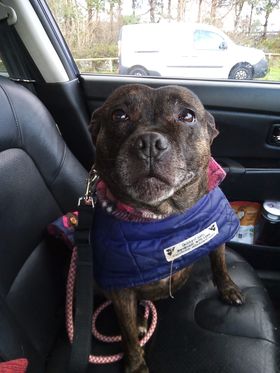 Paws Out and About #50