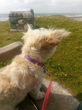 Paws Out & About – Blog #38