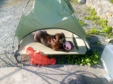 Paws Out & About – Blog #36