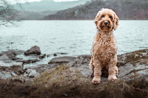 What to do if your Dog Suddenly Becomes a Fussy Eater
