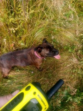 Paws Out and about #40
