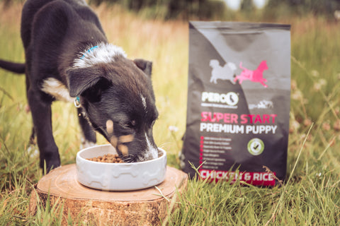 What Are the Best Foods to Feed Puppies?