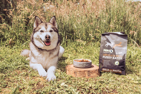 How to Encourage a Fussy Dog to Eat