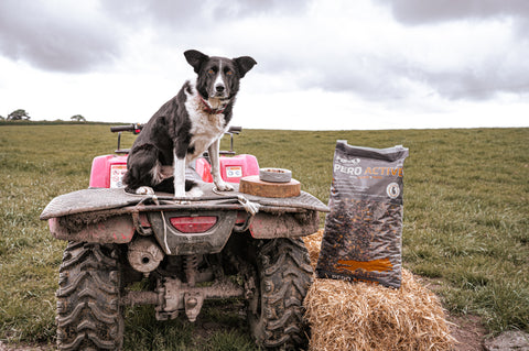 What is Active Dog Food and How Can it Help Your Dog?
