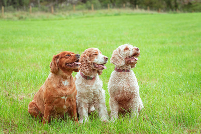 Do Hypoallergenic Dog Foods Matter?