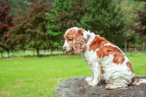 What to Feed a Fussy Dog?