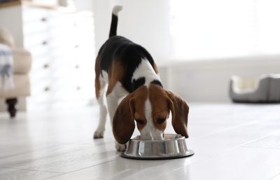 What is Active Dog Food and How Can it Help Your Dog?