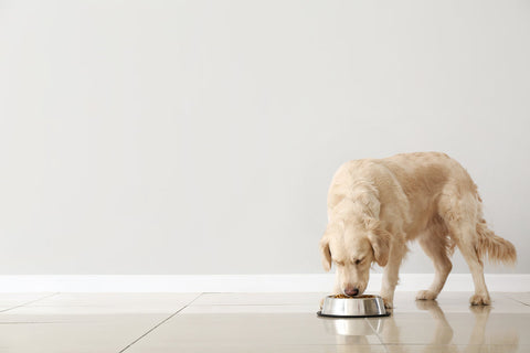 Is Grain-Free Dog Food a Trend or a Necessity?