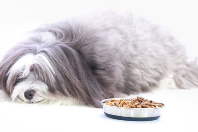 What to Feed a Fussy Dog?