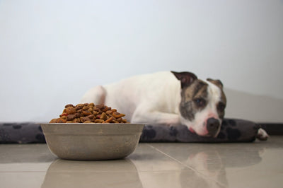 What to do if your Dog Suddenly Becomes a Fussy Eater