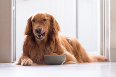 What is Hypoallergenic Dog Food?