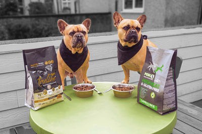 Dry vs Wet Dog Food: Which is Better for Your Dog?