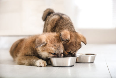 What Are the Best Foods to Feed Puppies?