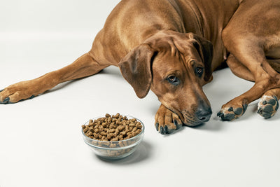 How to Encourage a Fussy Dog to Eat