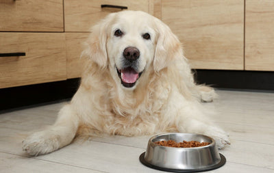 Grain-Free Dog Foods: Do They Matter?