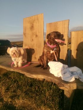 Paws Out & About – Blog #35