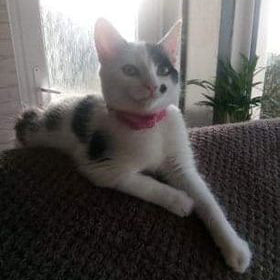 Paws Out & About – Blog #39