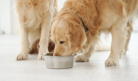 The Benefits of Cold Pressed Dog Food