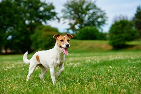 What is Cold Pressed Dog Food?