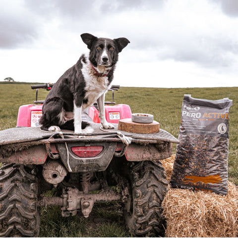 Pero Working Dog Active