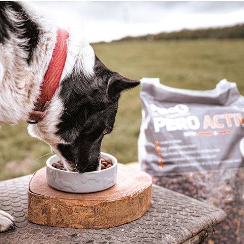 Pero Working Dog Active
