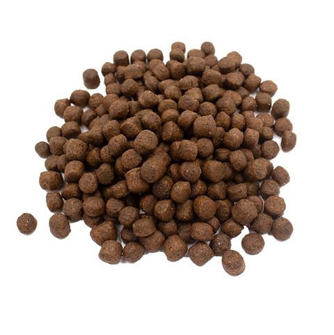 Fish-based kibble for dogs
