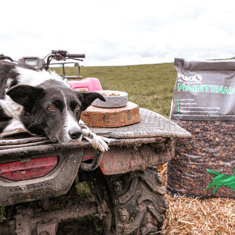 Pero Working Dog Maintenance