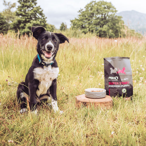 Super Start Premium Puppy - Chicken & Rice