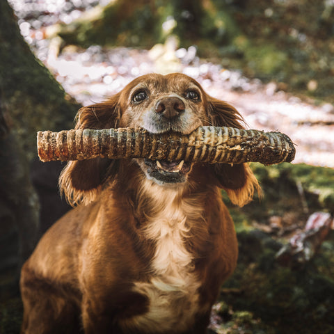 Beef Trachea