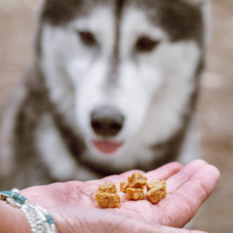 Chicken Bites