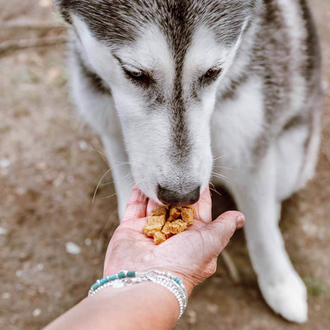 Chicken Bites