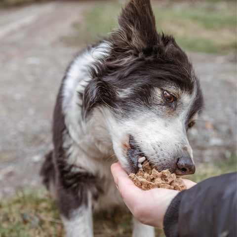 Venison Bites