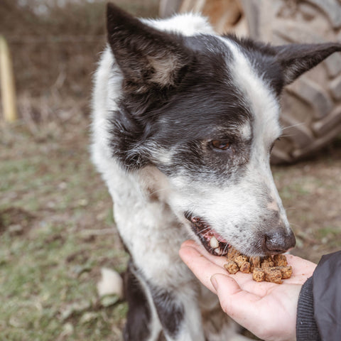 Wild Boar Bites